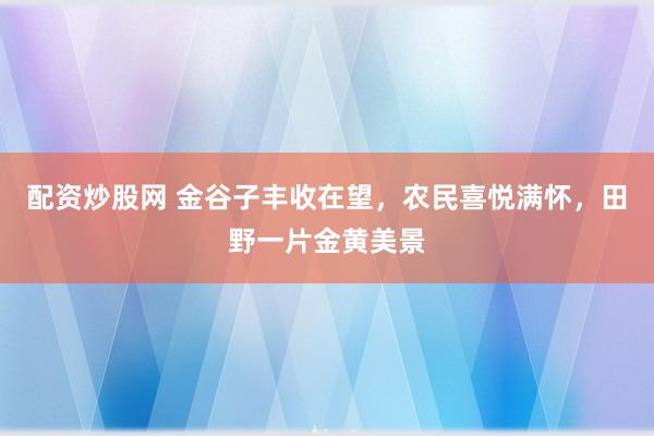 配资炒股网 金谷子丰收在望，农民喜悦满怀，田野一片金黄美景